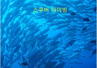스쿠버 다이빙
 