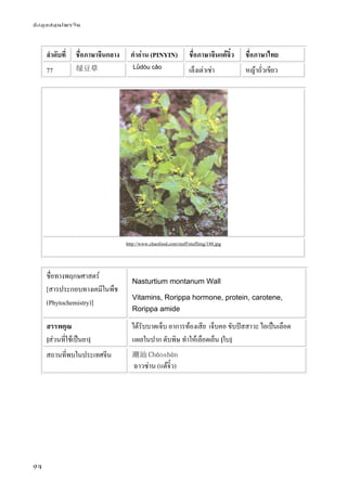 ข้อมูลสมุนไพรจีน
94
ลําดับที่ ชื่อภาษาจีนกลาง คําอ่าน (PINYIN) ชื่อภาษาจีนแต้จิ๋ว ชื่อภาษาไทย
77 绿豆草 Lǜdòu cǎo
เล็งเต่าเช่า หญ้าถั่วเขียว
http://www.chaofood.com/stuff/stuffimg/188.jpg
ชื่อทางพฤกษศาสตร์
[สารประกอบทางเคมีในพืช
(Phytochemistry)]
Nasturtium montanum Wall
Vitamins, Rorippa hormone, protein, carotene,
Rorippa amide
สรรพคุณ
[ส่วนที่ใช้เป็นยา]
ได้รับบาดเจ็บ อาการท้องเสีย เจ็บคอ ขับปัสสาวะ ไอเป็นเลือด
แผลในปาก ดับพิษ ทําให้เลือดเย็น [ใบ]
สถานที่พบในประเทศจีน 潮汕 Cháoshàn
ฉาวซ่าน (แต้จิ๋ว)
 