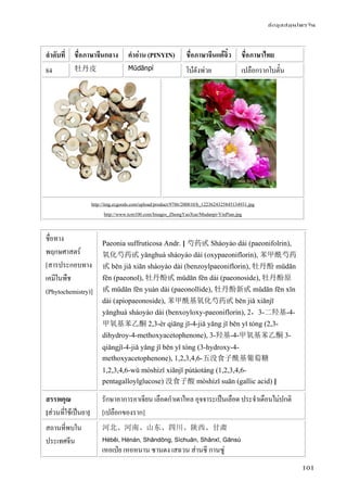 ข้อมูลสมุนไพรจีน
101
ลําดับที่ ชื่อภาษาจีนกลาง คําอ่าน (PINYIN) ชื่อภาษาจีนแต้จิ๋ว ชื่อภาษาไทย
84 牡丹皮 Mǔdānpí โบ๋ตังพ่วย เปลือกรากโบตั๋น
http://img.ecgoods.com/upload/product/9786/200810/b_1223624325845134931.jpg
http://www.tcm100.com/Images_ZhongYaoXue/Mudanpi-YinPian.jpg
ชื่อทาง
พฤกษศาสตร์
[สารประกอบทาง
เคมีในพืช
(Phytochemistry)]
Paeonia suffruticosa Andr. [ 芍药甙 Sháoyào dài (paeonifolrin),
氧化芍药甙 yǎnghuà sháoyào dài (oxypaeoniflorin), 苯甲酰芍药
甙 běn jiǎ xiān sháoyào dài (benzoylpaeoniflorin), 牡丹酚 mǔdān
fēn (paeonol), 牡丹酚甙 mǔdān fēn dài (paeonoside), 牡丹酚原
甙 mǔdān fēn yuán dài (paeonollide), 牡丹酚新甙 mǔdān fēn xīn
dài (apiopaeonoside), 苯甲酰基氧化芍药甙 běn jiǎ xiānjī
yǎnghuà sháoyào dài (benxoyloxy-paeoniflorin), 2，3-二羟基-4-
甲氧基苯乙酮 2,3-èr qiāng jī-4-jiǎ yǎng jī běn yǐ tóng (2,3-
dihydroy-4-methoxyacetophenone), 3-羟基-4-甲氧基苯乙酮 3-
qiǎngjī-4-jiǎ yǎng jī běn yǐ tóng (3-hydroxy-4-
methoxyacetophenone), 1,2,3,4,6-五没食子酰基葡萄糖
1,2,3,4,6-wǔ mòshízǐ xiānjī pútáotáng (1,2,3,4,6-
pentagalloylglucose) 没食子酸 mòshízǐ suān (gallic acid) ]
สรรพคุณ
[ส่วนที่ใช้เป็นยา]
รักษาอาการอาเจียน เลือดกําเดาไหล อุจจาระเป็นเลือด ประจําเดือนไม่ปกติ
[เปลือกของราก]
สถานที่พบใน
ประเทศจีน
河北、河南、山东、四川、陕西、甘肃
Héběi, Hénán, Shāndōng, Sìchuān, Shǎnxī, Gānsù
เหอเป่ย เหอหนาน ซานตง เสฉวน ส่านซี กานซู่
 