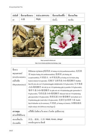 ข้อมูลสมุนไพรจีน
102
ลําดับที่ ชื่อภาษาจีนกลาง คําอ่าน (PINYIN) ชื่อภาษาจีนแต้จิ๋ว ชื่อภาษาไทย
85 木槿 Mùjǐn บักเกิ้ง ชบาจีน
http://g.search1.alicdn.com
http://www.botanic.jp/plants-ma/mukuge_1.jpg
ชื่อทาง
พฤกษศาสตร์
[สารประกอบทาง
เคมีในพืช
(Phytochemistry)]
Hibiscus syriacus [菊黄素 Jú huáng sù (chrysanthemaxanthin), 花药黄
质 huāyào huáng zhì (antheraxanthin), 隐黄质 yǐn huáng zhì
(cryptoxanthin), 叶黄素-5，6-环氧化物 yè huáng sù-5,6-huán yǎng
huàwù (lutein-5,6-epoxide). 花瓣含飞燕草素-3-O-葡萄糖苷 Huābàn
hán fēi yàn cǎo sù-3-O-pútáotánggān (delphinidin-3-O-glucoside), 矢车菊素
-3-O-葡萄糖苷 shǐ chē jú sù-3-O-pútáotáng gān (cyanidin-3-O-glucoside),
矮牵牛素-3-O-葡萄糖苷 ǎi qiān niú sù-3-O-pútáotáng gān (petunidin-3-
O-glucoside), 芍药花素-3-O-葡萄糖苷 sháoyào huā sù-3-O-pútáotáng
gān (peonidin-3-O-glucoside), 锦葵花素-3-O-葡萄糖苷 jǐn kuíhuā sù-3-
O-pútáotáng gān (malvidin-3-O-glucoside). 花蕾含 β-胡萝卜素 Huālěi
hán b-húluóbo sù (b-carotene), 叶黄素 yè huáng sù (lutein), 木槿粘液质
mùjǐn niányè zhì (hibiscus-mucilage) ]
สรรพคุณ
[ส่วนที่ใช้เป็นยา]
แก้ไส้ติ่ง ริดสีดวง ไอ ตกขาว โรคหิด [เปลือกราก]
สถานที่พบใน
ประเทศจีน
河北、湖南、江西 Héběi, Húnán, Jiāngxī
เหอเป่ย หูหนาน เจียงซี
 