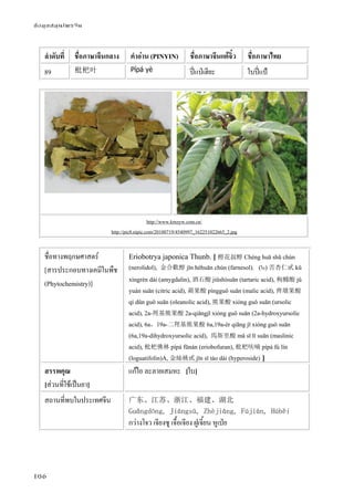 ข้อมูลสมุนไพรจีน
106
ลําดับที่ ชื่อภาษาจีนกลาง คําอ่าน (PINYIN) ชื่อภาษาจีนแต้จิ๋ว ชื่อภาษาไทย
89 枇杷叶 Pípá yè ปี่แป่เฮียะ ใบปี่แป้
http://www.kmzyw.com.cn/
http://pic8.nipic.com/20100719/4540997_162251022665_2.jpg
ชื่อทางพฤกษศาสตร์
[สารประกอบทางเคมีในพืช
(Phytochemistry)]
Eriobotrya japonica Thunb. [ 橙花叔醇 Chéng huā shū chún
(nerolidol), 金合歡醇 jīn héhuān chún (farnesol). (ใบ) 苦杏仁甙 kǔ
xìngrén dài (amygdalin), 酒石酸 jiǔshísuān (tartaric acid), 枸櫞酸 jǔ
yuán suān (citric acid), 蘋果酸 píngguǒ suān (malic acid), 齊墩果酸
qí dūn guǒ suān (oleanolic acid), 熊果酸 xióng guǒ suān (ursolic
acid), 2a-羥基熊果酸 2a-qiǎngjī xióng guǒ suān (2a-hydroxyursolic
acid), 6a，19a-二羥基熊果酸 6a,19a-èr qiāng jī xióng guǒ suān
(6a,19a-dihydroxyursolic acid), 馬斯里酸 mǎ sī lǐ suān (maslinic
acid), 枇杷佛林 pípá fūnán (eriobofuran), 枇杷呋喃 pípá fú lín
(loguatifolin)A, 金絲桃甙 jīn sī táo dài (hyperoside) ]
สรรพคุณ
[ส่วนที่ใช้เป็นยา]
แก้ไอ ละลายเสมหะ [ใบ]
สถานที่พบในประเทศจีน 广东、江苏、浙江、福建、湖北
Guǎngdōng, Jiāngsū, Zhèjiāng, Fújiàn, Húběi
กว่างโจว เจียงซู เจื้อเจียง ฝูเจี้ยน หูเป่ย
 