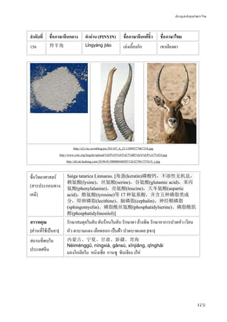 ข้อมูลสมุนไพรจีน
175
ลําดับที่ ชื่อภาษาจีนกลาง คําอ่าน (PINYIN) ชื่อภาษาจีนแต้จิ๋ว ชื่อภาษาไทย
156 羚羊角 Língyáng jiǎo เล่งเอี้ยงกัก เขาเลียงผา
http://s2.t.itc.cn/mblog/pic/201107_6_21/13099577067338.jpg
http://www.yslz.org/lingzhi/upload/%E9%93%83%E7%BE%8A%E8%A7%924.jpg
http://a0.att.hudong.com/28/96/01300000440507126327961757615_s.jpg
ชื่อวิทยาศาสตร์
[สารประกอบทาง
เคมี]
Saiga tatarica Linnaeus. [角蛋(keratin)磷酸钙，不溶性无机盐，
赖氨酸(lysine)，丝氨酸(serine)，谷氨酸(glutamic acid)，苯丙
氨酸(phenylalanine)，亮氨酸(leucine)，天冬氨酸(aspartic
acid)，酪氨酸(tyrosine)等 17 种氨基酸，并含五种磷脂类成
分，即卵磷脂(lecithine)、脑磷脂(cephalin)、神经鞘磷脂
(sphingomyelin)、磷脂酰丝氨酸(phosphatidylserine)、磷脂酰肌
醇(phosphatidylinositol)]
สรรพคุณ
[ส่วนที่ใช้เป็นยา]
รักษาสมดุลในตับ ดับร้อนในตับ รักษาตา ล้างพิษ รักษาอาการปวดหัว เวียน
หัว ตาบวมแดง เลือดออก เป็นฝ้า ปวดบาดแผล [เขา]
สถานที่พบใน
ประเทศจีน
内蒙古、宁夏、甘肃、新疆、青海
Nèiménggǔ, níngxià, gānsù, xīnjiāng, qīnghǎi
มองโกเลียใน หนิงเซี่ย กานซู ซินเจียง งไห่
 