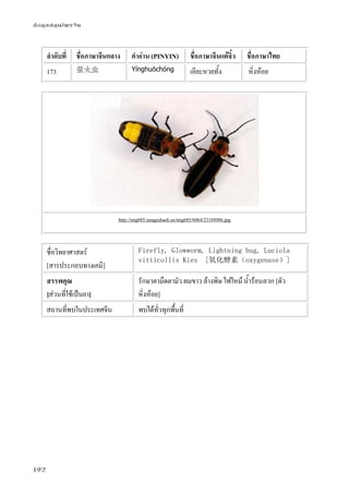 ข้อมูลสมุนไพรจีน
192
ลําดับที่ ชื่อภาษาจีนกลาง คําอ่าน (PINYIN) ชื่อภาษาจีนแต้จิ๋ว ชื่อภาษาไทย
173 萤火虫 Yínghuǒchóng เอียะหวยทั้ง หิ่งห้อย
http://img685.imageshack.us/img685/6064/23184986.jpg
ชื่อวิทยาศาสตร์
[สารประกอบทางเคมี]
Firefly, Glowworm, Lightning bug, Luciola
vitticollis Kies [氧化酵素（oxygenase）]
สรรพคุณ
[ส่วนที่ใช้เป็นยา]
รักษาตามืดตามัว ผมขาว ล้างพิษ ไฟไหม้ น้ําร้อนลวก [ตัว
หิ่งห้อย]
สถานที่พบในประเทศจีน พบได้ทั่วทุกพื้นที่
 