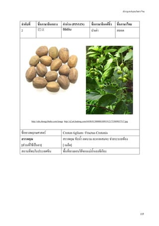 ข้อมูลสมุนไพรจีน
19
ลําดับที่ ชื่อภาษาจีนกลาง คําอ่าน (PINYIN) ชื่อภาษาจีนแต้จิ๋ว ชื่อภาษาไทย
2 巴豆 Bādòu ปาเต่า สลอด
 
http://cdn.zhongyibaike.com/image http://a2.att.hudong.com/64/08/01300000180919121733089037517.jpg
ชื่อทางพฤกษศาสตร์ Croton tiglium / Fructus Crotonis
สรรพคุณ
[ส่วนที่ใช้เป็นยา]
สรรพคุณ ขับน้ํา ลดบวม ละลายเสมหะ ช่วยระบายท้อง
[ เมล็ด]
สถานที่พบในประเทศจีน พื้นที่ทางตอนใต้ของแม่น้ําแยงซีเกียง
 