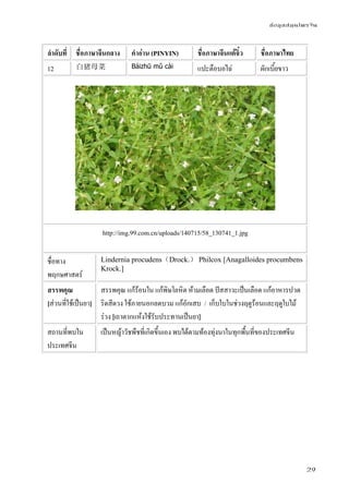 ข้อมูลสมุนไพรจีน
29
ลําดับที่ ชื่อภาษาจีนกลาง คําอ่าน (PINYIN) ชื่อภาษาจีนแต้จิ๋ว ชื่อภาษาไทย
12 白猪母菜 Báizhū mǔ cài แปะตือบอไฉ่ ผักเบี้ยขาว
http://img.99.com.cn/uploads/140715/58_130741_1.jpg
ชื่อทาง
พฤกษศาสตร์
Lindernia procudens（Drock.） Philcox [Anagalloides procumbens
Krock.]
สรรพคุณ
[ส่วนที่ใช้เป็นยา]
สรรพคุณ แก้ร้อนใน แก้พิษโลหิต ห้ามเลือด ปัสสาวะเป็นเลือด แก้อาหารปวด
ริดสีดวง ใช้ภายนอกลดบวม แก้อักเสบ / เก็บใบในช่วงฤดูร้อนและฤดูใบไม้
ร่วง [เถาตากแห้งใช้รับประทานเป็นยา]
สถานที่พบใน
ประเทศจีน
เป็นหญ้าวัชพืชที่เกิดขึ้นเอง พบได้ตามท้องทุ่งนาในทุกพื้นที่ของประเทศจีน
 
