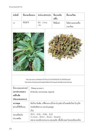ข้อมูลสมุนไพรจีน
32
ลําดับที่ ชื่อภาษาจีนกลาง คําอ่าน (PINYIN) ชื่อภาษาจีน
แต้จิ๋ว
ชื่อภาษาไทย
15 败酱草 Bài jiàng
cǎo
ไป๋เจี่ยเช่า ไม่มีความหมายเป็น
ภาษาไทย
http://ugc.qpic.cn/baikepic/34579/cut-20140403095238-1872080582.jpg/0
http://www.ynhuyhong.net/images/Gallery/Hinh-nguyen-lieu/Bai-tuong-thao.jpg
ชื่อทางพฤกษศาสตร์
[สารประกอบทาง
เคมีในพืช
(Phytochemistry)]
Thlaspi arvense L.
[Villoside, morroniside, loganin]
สรรพคุณ
[ส่วนที่ใช้เป็นยา]
ขับร้อน ขับพิษ แก้ฝีหนอง แก้ปวด บํารุงตับ สร้างเซลตับใหม่ บํารุงไต
ช่วยขับปัสสาวะ และบํารุงมดลูก
[กิ่ง]
สถานที่พบใน
ประเทศจีน
四川、河北、河南、东北
Sìchuān、Héběi、Hénán、Dōnɡběi
เสฉวน เหอเป่ย เหอหนาน และตงเป่ย (พื้นที่ภาคตะวันออกเฉียงเหนือ)
 