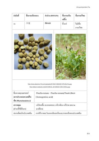 ข้อมูลสมุนไพรจีน
33
ลําดับที่ ชื่อภาษาจีนกลาง คําอ่าน (PINYIN) ชื่อภาษาจีน
แต้จิ๋ว
ชื่อภาษาไทย
16 半夏 Bànxià ปั้วแห่ ไม่มีชื่อ
ภาษาไทย
http://www.dianshu119.com/uploads/201302/1362038118TUSct7mj.jpg
http://attach.maboshi.net/2010/06/32_20100630172812183Cq.jpg
ชื่อทางพฤกษศาสตร์
[สารประกอบทางเคมีใน
พืช (Phytochemistry)]
Pinellia ternate / Pinellia ternata(Thunb.)Breit
[ homogentisic acid]
สรรพคุณ
[ส่วนที่ใช้เป็นยา]
แก้ปอดชื้น ละลายเสมหะ แก้อาเจียน แก้ปวด ลดบวม
[ เปลือก]
สถานที่พบในประเทศจีน ภาคใต้ ภาคตะวันออกเฉียงเหนือและภาคเหนือของประเทศจีน
 