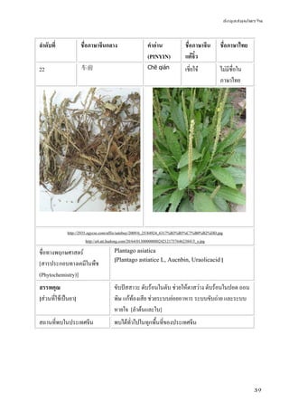 ข้อมูลสมุนไพรจีน
39
ลําดับที่ ชื่อภาษาจีนกลาง คําอ่าน
(PINYIN)
ชื่อภาษาจีน
แต้จิ๋ว
ชื่อภาษาไทย
22 车前 Chē qián เชี่ยไจ๋ ไม่มีชื่อใน
ภาษาไทย
http://2935.zgycsc.com/affix/salebuy/2009/6_25/84924_6317%B3%B5%C7%B0%B2%DD.jpg
http://a4.att.hudong.com/20/64/01300000080242121757646238415_s.jpg
ชื่อทางพฤกษศาสตร์
[สารประกอบทางเคมีในพืช
(Phytochemistry)]
Plantago asiatica
[Plantago astiatice L, Aucnbin, Uraolicacid ]
สรรพคุณ
[ส่วนที่ใช้เป็นยา]
ขับปัสสาวะ ดับร้อนในตับ ช่วยให้ตาสว่าง ดับร้อนในปอด ถอน
พิษ แก้ท้องเสีย ช่วยระบบย่อยอาหาร ระบบขับถ่าย และระบบ
หายใจ [ลําต้นและใบ]
สถานที่พบในประเทศจีน พบได้ทั่วไปในทุกพื้นที่ของประเทศจีน
 