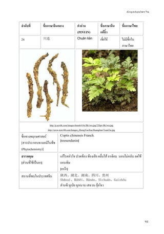 ข้อมูลสมุนไพรจีน
41
ลําดับที่ ชื่อภาษาจีนกลาง คําอ่าน
(PINYIN)
ชื่อภาษาจีน
แต้จิ๋ว
ชื่อภาษาไทย
24 川连 Chuān lián เชี่ยไจ๋ ไม่มีชื่อใน
ภาษาไทย
http://p.ayxbk.com/images/thumb/4/4c/Bk1wu.jpg/220px-Bk1wu.jpg
http://www.tcm100.com/Images_ZhongYaoXue/Huanglian-YuanTai.jpg
ชื่อทางพฤกษศาสตร์
[สารประกอบทางเคมีในพืช
(Phytochemistry)]
Coptis chinensis Franch.
[toosendanin]
สรรพคุณ
[ส่วนที่ใช้เป็นยา]
แก้โรคหัวใจ ปวดท้อง ท้องเสีย คลื่นไส้ อาเจียน นอนไม่หลับ ลดไข้
ถอนพิษ
[เหง้า]
สถานที่พบในประเทศจีน 陕西、湖北、湖南、四川、贵州
Shǎnxī、Húběi、Húnán、Sìchuān、Guìzhōu
ส่านซี หูเป่ย หูหนาน เสฉวน กุ้ยโจว
 