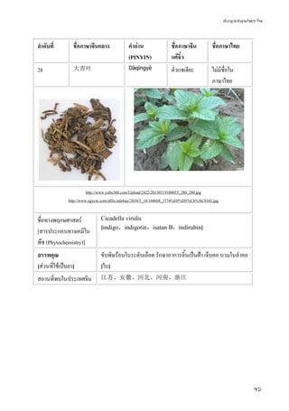ข้อมูลสมุนไพรจีน
45
ลําดับที่ ชื่อภาษาจีนกลาง คําอ่าน
(PINYIN)
ชื่อภาษาจีน
แต้จิ๋ว
ชื่อภาษาไทย
28 大青叶 Dàqīngyè ตั่วแชเฮียะ ไม่มีชื่อใน
ภาษาไทย
http://www.yobo360.com/Upload/2422/20130319100055_280_280.jpg
http://www.zgycsc.com/affix/salebuy/2010/5_18/104668_3774%D5%D5%C6%AC0342.jpg
ชื่อทางพฤกษศาสตร์
[สารประกอบทางเคมีใน
พืช (Phytochemistry)]
Cicadella viridis
[indigo，indigotin，isatan B，indirubin]
สรรพคุณ
[ส่วนที่ใช้เป็นยา]
ขับพิษร้อนในระดับเลือด รักษาอาการลิ้นเป็นฝ้า เจ็บคอ บวมในลําคอ
[ใบ]
สถานที่พบในประเทศจีน 江苏、安徽、河北、河南、浙江
 