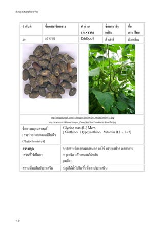 ข้อมูลสมุนไพรจีน
46
ลําดับที่ ชื่อภาษาจีนกลาง คําอ่าน
(PINYIN)
ชื่อภาษาจีน
แต้จิ๋ว
ชื่อ
ภาษาไทย
29 淡豆豉 Dàdòuchǐ ต้ําเต่าสี่ ถั่วเหลือง
http://images.panjk.com/a1/images/201306/20130628170034975.jpg
http://www.tcm100.com/Images_ZhongYaoXue/Dandouchi-YuanTai.jpg
ชื่อทางพฤกษศาสตร์
[สารประกอบทางเคมีในพืช
(Phytochemistry)]
Glycine max (L.) Merr.
[Xanthine、Hypoxanthine、Vitamin B 1 、B 2]
สรรพคุณ
[ส่วนที่ใช้เป็นยา]
บรรเทาหวัดจากลมภายนอก ลดไข้ บรรเทาปวด ลดอาการ
หงุดหงิด แก้โรคนอนไม่หลับ
[เมล็ด]
สถานที่พบในประเทศจีน ปลูกได้ทั่วไปในพื้นที่ของประเทศจีน
 