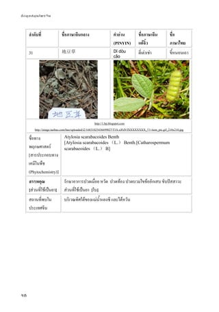 ข้อมูลสมุนไพรจีน
48
ลําดับที่ ชื่อภาษาจีนกลาง คําอ่าน
(PINYIN)
ชื่อภาษาจีน
แต้จิ๋ว
ชื่อ
ภาษาไทย
31 地豆草 Dī dòu
cǎo
ตี่เต่าเช่า ขี้หนอนเถา
http://1.bp.blogspot.com
http://image.taobao.com/bao/uploaded/i2/16831025436699027/T1S.xJFdVfXXXXXXXX_!!1-item_pic.gif_210x210.jpg
ชื่อทาง
พฤกษศาสตร์
[สารประกอบทาง
เคมีในพืช
(Phytochemistry)]
Atylosia scarabacoides Benth
[Atylosia scarabacoides （L.） Benth.[Catharospermum
scarabaeoides （L.） B]
สรรพคุณ
[ส่วนที่ใช้เป็นยา]
รักษาอาการปวดเมื่อย หวัด ปวดท้อง ปวดบวมไขข้ออักเสบ ขับปัสสาวะ
ส่วนที่ใช้เป็นยา [ใบ]
สถานที่พบใน
ประเทศจีน
บริเวณทิศใต้ของแม่น้ําแยงซี และไต้หวัน
 