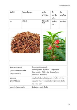 ข้อมูลสมุนไพรจีน
53
ลําดับที่ ชื่อภาษาจีนกลาง คําอ่าน
(PINYIN)
ชื่อ
ภาษาจีน
แต้จิ๋ว
ชื่อ
ภาษาไทย
36 凤仙花 Fèng xiān
huā
หงเซียน
ฮวย
ดอกเทียน
ชื่อทางพฤกษศาสตร์
[สารประกอบทางเคมีในพืช
(Phytochemistry)]
Impatiens balsamina L.
[Anthocyanins，Cyanidin、Delphinidin、
Pelargonidin、Malvi-din，Kaempferol、
Quercetin，Lawsone]
สรรพคุณ
[ส่วนที่ใช้เป็นยา]
ห้ามเลือดสําหรับคนที่เพิ่งคลอดลูก ฆ่าเชื้อโรค ถอนพิษงู
แขนขาลีบ ปวดเอว หกล้มบาดเจ็บ บรรเทาอาการเจ็บปวด
กระดูกหัก [ดอก]
สถานที่พบในประเทศจีน จีน อินเดีย มาเลเซีย เป็นต้น
 