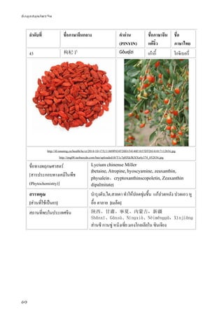 ข้อมูลสมุนไพรจีน
60
ลําดับที่ ชื่อภาษาจีนกลาง คําอ่าน
(PINYIN)
ชื่อภาษาจีน
แต้จิ๋ว
ชื่อ
ภาษาไทย
43 枸杞子 Gǒuqǐzi เก๋ากี้ โกจิเบอรี่
http://i0.sinaimg.cn/health/hc/ct/2014-10-17/U11489P434T20D154140F1037DT20141017112854.jpg
http://img08.taobaocdn.com/bao/uploaded/i8/T1c7pHXkJKXXa4y374_052836.jpg
ชื่อทางพฤกษศาสตร์
[สารประกอบทางเคมีในพืช
(Phytochemistry)]
Lycium chinense Miller
[betaine, Atropine, hyoscyamine, zeaxanthin,
physalein、cryptoxanthinscopoletin, Zeaxanthin
dipalmitate]
สรรพคุณ
[ส่วนที่ใช้เป็นยา]
บํารุงตับ,ไต,สายตา ทําให้ปอดชุ่มชื้น แก้ปวดหลัง ปวดเอว หู
อื้อ ตาลาย [เมล็ด]
สถานที่พบในประเทศจีน 陝西、甘肅、寧夏、內蒙古，新疆
Shǎnxī、Gānsù、Nínɡxià、Nèiměnɡɡǔ，Xīnjiānɡ
ส่านซี กานซู่ หนิงเซี่ย มองโกลเลียใน ซินเจียง
 