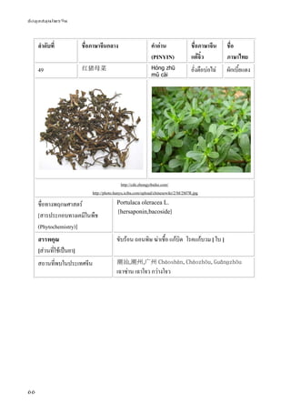 ข้อมูลสมุนไพรจีน
66
ลําดับที่ ชื่อภาษาจีนกลาง คําอ่าน
(PINYIN)
ชื่อภาษาจีน
แต้จิ๋ว
ชื่อ
ภาษาไทย
49 红猪母菜 Hóng zhū
mǔ cài
อั่งตือบ่อไฉ่ ผักเบี้ยแดง
http://cdn.zhongyibaike.com/
http://photo.hanyu.iciba.com/upload/chinesewiki/2/M/2M7R.jpg
ชื่อทางพฤกษศาสตร์
[สารประกอบทางเคมีในพืช
(Phytochemistry)]
Portulaca oleracea L.
[hersaponin,bacoside]
สรรพคุณ
[ส่วนที่ใช้เป็นยา]
ขับร้อน ถอนพิษ ฆ่าเชื้อ แก้บิด โรคแก้บวม[ ใบ ]
สถานที่พบในประเทศจีน 潮汕,潮州,广州 Cháoshàn,Cháozhōu,Guǎnɡzhōu
เฉาซ่าน เฉาโจว กว่างโจว
 