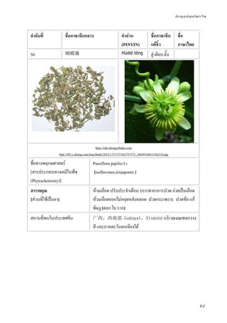 ข้อมูลสมุนไพรจีน
67
ลําดับที่ ชื่อภาษาจีนกลาง คําอ่าน
(PINYIN)
ชื่อภาษาจีน
แต้จิ๋ว
ชื่อ
ภาษาไทย
50 蝴蝶藤 Húdié téng ฮู่ เตียบ ติ๊ง
http://cdn.zhongyibaike.com
http://i05.c.aliimg.com/img/ibank/2012/175/757/643757571_366491864.310x310.jpg
ชื่อทางพฤกษศาสตร์
[สารประกอบทางเคมีในพืช
(Phytochemistry)]
Passiflora papilio Li
[isoflavones,irisjaponin ]
สรรพคุณ
[ส่วนที่ใช้เป็นยา]
ห้ามเลือด ปรับประจําเดือน บรรเทาอาการปวด ถ่ายเป็นเลือด
ห้ามเลือดออกไม่หยุดหลังคลอด ปวดกระเพราะ ปวดข้อ แก้
พิษงู[ดอก ใบ ราก]
สถานที่พบในประเทศจีน 广西，西南部 Guǎnɡxī，Xīnánbù บริเวณมณฑลกวาง
สี และภาคตะวันตกเฉียงใต้
 