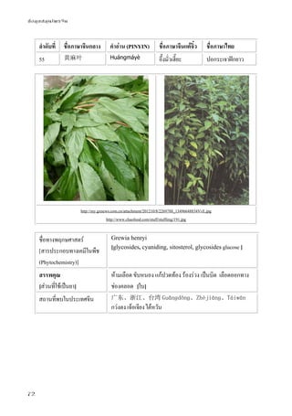 ข้อมูลสมุนไพรจีน
72
ลําดับที่ ชื่อภาษาจีนกลาง คําอ่าน (PINYIN) ชื่อภาษาจีนแต้จิ๋ว ชื่อภาษาไทย
55 黄麻叶 Huángmáyè อึ๊งมั่วเฮี๊ยะ ปอกระเจาฝักยาว
http://my.gxnews.com.cn/attachment/201210/8/2269788_13496648834VvE.jpg
http://www.chaofood.com/stuff/stuffimg/191.jpg
ชื่อทางพฤกษศาสตร์
[สารประกอบทางเคมีในพืช
(Phytochemistry)]
Grewia henryi
[glycosides, cyaniding, sitosterol, glycosides glucose ]
สรรพคุณ
[ส่วนที่ใช้เป็นยา]
ห้ามเลือด ขับหนอง แก้ปวดท้อง ร้องร่วง เป็นบิด เลือดออกทาง
ช่องคลอด [ใบ]
สถานที่พบในประเทศจีน 广东、浙江、台湾 Guǎnɡdōnɡ、Zhèjiānɡ、Táiwān
กว่งตง เจ้อเจียง ไต้หวัน
 