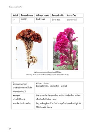 ข้อมูลสมุนไพรจีน
74
ลําดับที่ ชื่อภาษาจีนกลาง คําอ่าน (PINYIN) ชื่อภาษาจีนแต้จิ๋ว ชื่อภาษาไทย
57 鸡冠花 Jīguān huā จี กวน ฮวย ดอกหงอนไก่
http://www.zhong-yao.net/daquan/sucai/jd0550.jpg
http://img8.ph.126.net/JlRxrsurKe6WzfJ0-Figcw==/652740471009025758.jpg
ชื่อทางพฤกษศาสตร์
[สารประกอบทางเคมีในพืช
(Phytochemistry)]
Celosia cristata
[kaempferitrin、amaranthim、pinite]
สรรพคุณ
[ส่วนที่ใช้เป็นยา]
รักษาอาการเกี่ยวกับระบบเลือด ตกเลือด ถ่ายเป็นเลือด อาเจียน
เป็นเลือด ไอเป็นเลือด [ดอก]
สถานที่พบในประเทศจีน ถิ่นฐานเดิมอยู่ที่แอฟริกา นําเข้ามาปลูกในประเทศจีนเจริญเติบโต
ได้ดีบริเวณพื้นที่ภาคใต้
 