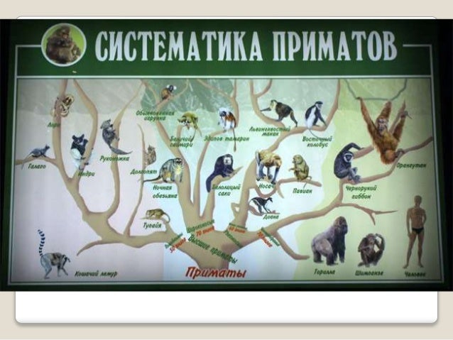 Эволюция человека