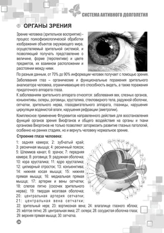 СИСТЕМА АКТИВНОГО ДОЛГОЛЕТИЯ
124
ОРГАНЫ ЗРЕНИЯ
Зрение человека (зрительное восприятие) -
процесс психофизиологической обработки
изображения объектов окружающего мира,
осуществляемый зрительной системой, и
позволяющий получать представление о
величине, форме (перспективе) и цвете
предметов, их взаимном расположении и
расстоянии между ними.
По разным данным, от 70% до 90% информации человек получает с помощью зрения.
Заболевания глаз – органические и функциональные поражения зрительного
анализатора человека, ограничивающие его способность видеть, а также поражения
придаточного аппарата глаза.
К заболеваниям зрительного аппарата относятся: заболевания век, слезных органов,
коньюнктивы, склеры, роговицы, хрусталика, стекловидного тела, радужной оболочки,
сетчатки, зрительного нерва, глазодвигательного аппарата, глазницы, нарушения
циркуляции водянистой влаги, нарушения рефракции (аметропии).
Комплексное применение Флуревитов направленного действия для восстановления
функций органов зрения Виофтанов и общего воздействия на органы и ткани
организма Виоргонов не только позволяют затормозить развитие глазных патологий,
особенно на ранних стадиях, но и вернуть человеку нормальное зрение.
1: задняя камера; 2: зубчатый край;
3: ресничная мышца; 4: ресничный поясок;
5: Шлеммов канал; 6: зрачок; 7: передняя
камера; 8: роговица; 9: радужная оболочка;
10: кора хрусталика; 11: ядро хрусталика;
12: цилиарный отросток; 13: конъюнктива;
14: нижняя косая мышца; 15: нижняя
прямая мышца; 16: медиальная прямая
мышца; 17: артерии и вены сетчатки;
18: слепое пятно (сосочек зрительного
нерва); 19: твердая мозговая оболочка;
20: центральная артерия сетчатки;
21: центральная вена сетчатки;
22: зрительный нерв; 23: вортикозная вена; 24: влагалище глазного яблока;
25: жёлтое пятно; 26: центральная ямка; 27: склера; 28: сосудистая оболочка глаза;
29: верхняя прямая мышца; 30: сетчатка.
Строение глаза человека:
 