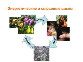 Энергетические и сырьевые циклы
 