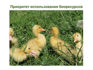 Приоритет использования биоресурсов
 