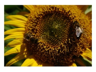 Введение в пермакультуру