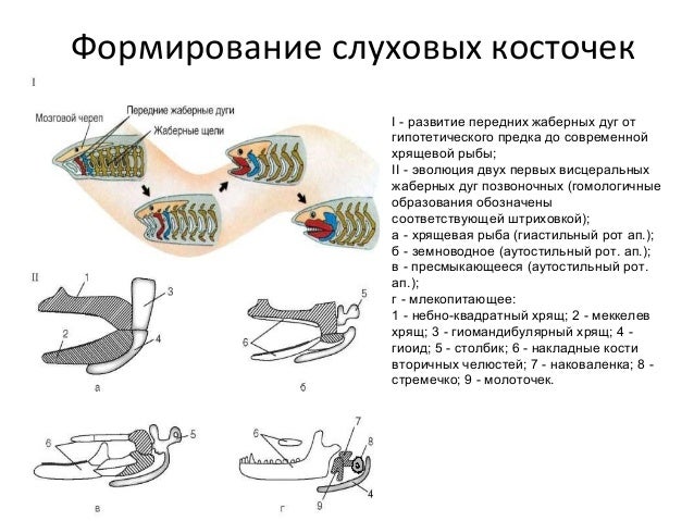 Косточки лачетти передние
