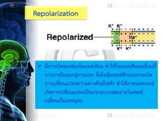  มีการเปิดของช่องโพแทสเซียม ทาให้โพแทสเซียมเคลื่อนที่
จากภายในออกสู่ภายนอก ที่เยื่อหุ้มเซลล์ด้านนอกจะเกิด
การเปลี่ยนแปลงความต่างศักย์ไฟฟ้า ทาให้ภายนอกเซลล์
เกิดการเปลี่ยนแปลงเป็นประจุบวกและภายในเซลล์
เปลี่ยนเป็นประจุลบ
Repolarization
 
