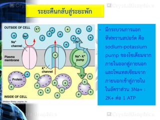 ระยะคืนกลับสู่ระยะพัก
• มีกระบวนการแอก
ทีฟทรานสปอร์ต คือ
sodium-potassium
pump ของโซเดียมจาก
ภายในออกสู่ภายนอก
และโพแทสเซียมจาก
ภายนอกเข้าสู่ภายใน
ในอัตราส่วน 3Na+ :
2K+ ต่อ 1 ATP
 