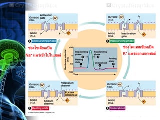 Na+ แพร่เข้าไปในเซลล์
ช่องโซเดียมเปิด
K+ แพร่ออกนอกเซลล์
ช่องโพแทสเซียมเปิด
 