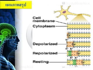 แผนภาพสรุป
 