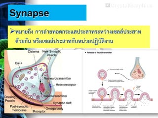 Synapse
หมายถึง การถ่ายทอดกระแสประสาทระหว่างเซลล์ประสาท
ด้วยกัน หรือเซลล์ประสาทกับหน่วยปฏิบัติงาน
 