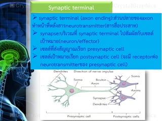 synaptic terminal (axon ending):ส่วนปลายของaxon
ทาหน้าที่หลั่งสารneurotransmitter(สารสื่อประสาท)
 synapse:บริเวณที่ synaptic terminal ไปสัมผัสกับเซลล์
เป้าหมาย(neuron/effector)
 เซลล์ที่ส่งสัญญาณเรียก presynaptic cell
 เซลล์เป้าหมายเรียก postsynaptic cell (จะมี receptorต่อ
neurotransmitterของ presynaptic cell)
Synaptic terminal
 
