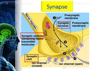 Synapse
 