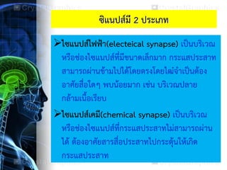 ซิแนปส์มี 2 ประเภท
ไซแนปส์ไฟฟ้า(electeical synapse) เป็นบริเวณ
หรือช่องไซแนปส์ที่มีขนาดเล็กมาก กระแสประสาท
สามารถผ่านข้ามไปได้โดยตรงโดยไฒ๋จาเป็นต้อง
อาศัยสื่อใดๆ พบน้อยมาก เช่น บริเวณปลาย
กล้ามเนื้อเรียบ
ไซแนปส์เคมี(chemical synapse) เป็นบริเวณ
หรือช่องไซแนปส์ที่กระแสประสาทไม่สามารถผ่าน
ได้ ต้องอาศัยสารสื่อประสาทไปกระตุ้นให้เกิด
กระแสประสาท
 