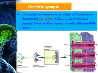 Electrical synapse
 บริเวณ presynatic membrane และ postsynaptic membrane
เชื่อมต่อกันด้วย gap junction ดังนั้น ion current จากaction
potential จึงสามารถเคลื่อนจากเซลล์ประสาทหนึ่งไปยังอีกเซลล์หนึ่งได้
โดยตรง
 