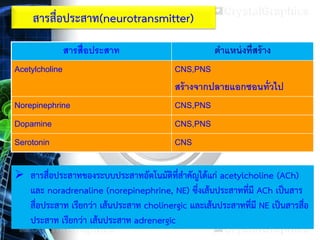 สารสื่อประสาท(neurotransmitter)
สารสื่อประสาท ตาแหน่งที่สร้าง
Acetylcholine CNS,PNS
สร้างจากปลายแอกซอนทั่วไป
Norepinephrine CNS,PNS
Dopamine CNS,PNS
Serotonin CNS
 สารสื่อประสาทของระบบประสาทอัตโนมัติที่สาคัญได้แก่ acetylcholine (ACh)
และ noradrenaline (norepinephrine, NE) ซึ่งเส้นประสาทที่มี ACh เป็นสาร
สื่อประสาท เรียกว่า เส้นประสาท cholinergic และเส้นประสาทที่มี NE เป็นสารสื่อ
ประสาท เรียกว่า เส้นประสาท adrenergic
 