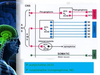  acetylcholine (ACh)
 noradrenaline (norepinephrine, NE)
 