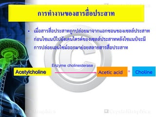 การทางานของสารสื่อประสาท
• เมื่อสารสื่อประสาทถูกปล่อยมาจากแอกซอนของเซลล์ประสาท
ก่อนไซแนป์ไปยังเดนไดรต์ของเซลล์ประสาทหลังไซแนป์จะมี
การปล่อยเอนไซม์ออกมาย่อยสลายสารสื่อประสาท
Acetylcholine
Enzyme cholinesterase
Acetic acid + Choline
 