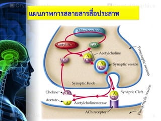 แผนภาพการสลายสารสื่อประสาท
 