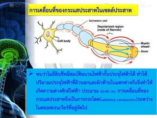 การเคลื่อนที่ของกระแสประสาทในเซลล์ประสาท
 พบว่าไมอีลินชีทมีสมบัติฉนวนไฟฟ้ากั้นประจุไฟฟ้าได้ ทาให้
ปริมาณประจุไฟฟ้าที่ผิวนอกและผิวด้านในแตกต่างกันจึงทาให้
เกิดความต่างศักย์ไฟฟ้า ประมาณ 60-80 mv การเคลื่อนที่ของ
กระแสประสาทจึงเป็นการกระโดด(saltatory conduction)ระหว่าง
โนดออฟเรนเวียร์ที่อยู่ถัดไป
 