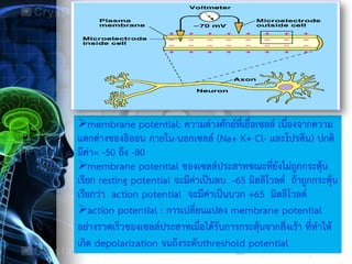 membrane potential: ความต่างศักย์ที่เยื่อเซลล์ เนื่องจากความ
แตกต่างของอิออน ภายใน-นอกเซลล์ (Na+ K+ Cl- และโปรตีน) ปกติ
มีค่า= -50 ถึง -80
membrane potential ของเซลล์ประสาทขณะที่ยังไม่ถูกกระตุ้น
เรียก resting potential จะมีค่าเป็นลบ -65 มิลลิโวลต์ ถ้าถูกกระตุ้น
เรียกว่า action potential จะมีค่าเป็นบวก +65 มิลลิโวลต์
action potential : การเปลี่ยนแปลง membrane potential
อย่างรวดเร็วของเซลล์ประสาทเมื่อได้รับการกระตุ้นจากสิ่งเร้า ที่ทาให้
เกิด depolarization จนถึงระดับthreshold potential
 
