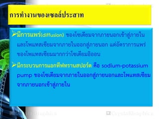 การทางานของเซลล์ประสาท
มีการแพร่(diffusion) ของโซเดียมจากภายนอกเข้าสู่ภายใน
และโพแทสเซียมจากภายในออกสู่ภายนอก แต่อัตราการแพร่
ของโพแทสเซียมมากกว่าโซเดียมอิออน
มีกระบวนการแอกทีฟทรานสปอร์ต คือ sodium-potassium
pump ของโซเดียมจากภายในออกสู่ภายนอกและโพแทสเซียม
จากภายนอกเข้าสู่ภายใน
 
