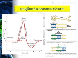 แผนภูมิการทางานของกระแสประสาท
 