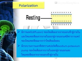 Polarization
 มีการแพร่(diffusion) ของโซเดียมจากภายนอกเข้าสู่ภายใน
และโพแทสเซียมจากภายในออกสู่ภายนอกแต่อัตราการแพร่
ของโพแทสเซียมมากกว่าโซเดียมอิออน
 มีกระบวนการแอกทีฟทรานสปอร์ตคือsodium-potassium
pump ของโซเดียมจากภายในออกสู่ภายนอกและ
โพแทสเซียมจากภายนอกเข้าสู่ภายใน
 