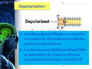  ช่องโซเดียมจะเปิดออกทาให้โซเดียมจากภายนอกเข้ามา
ภายในเซลล์มากขึ้น เกิดการเปลี่ยนแปลงประจุที่ผิวด้าน
นอกเป็นลบ ประจุด้านในเป็นบวก
 การเปลี่ยนแปลงของประจุที่เยื่อหุ้มเซลล์เป็นผลทาให้เกิด
แอกชันโพเทลเชียล หรือ กระแสประสาทขึ้นกระแส
ประสาทส่งไปด้วยความเร็วไม่เกิน 1,000 ครั้ง/วินาที
Depolarization
 