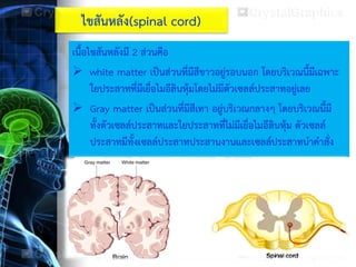 ไขสันหลัง(spinal cord)
เนื้อไขสันหลังมี 2 ส่วนคือ
 white matter เป็นส่วนที่มีสีขาวอยู่รอบนอก โดยบริเวณนี้มีเฉพาะ
ใยประสาทที่มีเยื่อไมอีลินหุ้มโดยไม่มีตัวเซลล์ประสาทอยู่เลย
 Gray matter เป็นส่วนที่มีสีเทา อยู่บริเวณกลางๆ โดยบริเวณนี้มี
ทั้งตัวเซลล์ประสาทและใยประสาทที่ไม่มีเยื่อไมอีลินหุ้ม ตัวเซลล์
ประสาทมีทั้งเซลล์ประสาทประสานงานและเซลล์ประสาทนาคาสั่ง
 