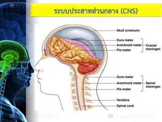 ระบบประสาทส่วนกลาง (CNS)
 