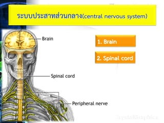 ระบบประสาทส่วนกลาง(central nervous system)
1. Brain
2. Spinal cord
 